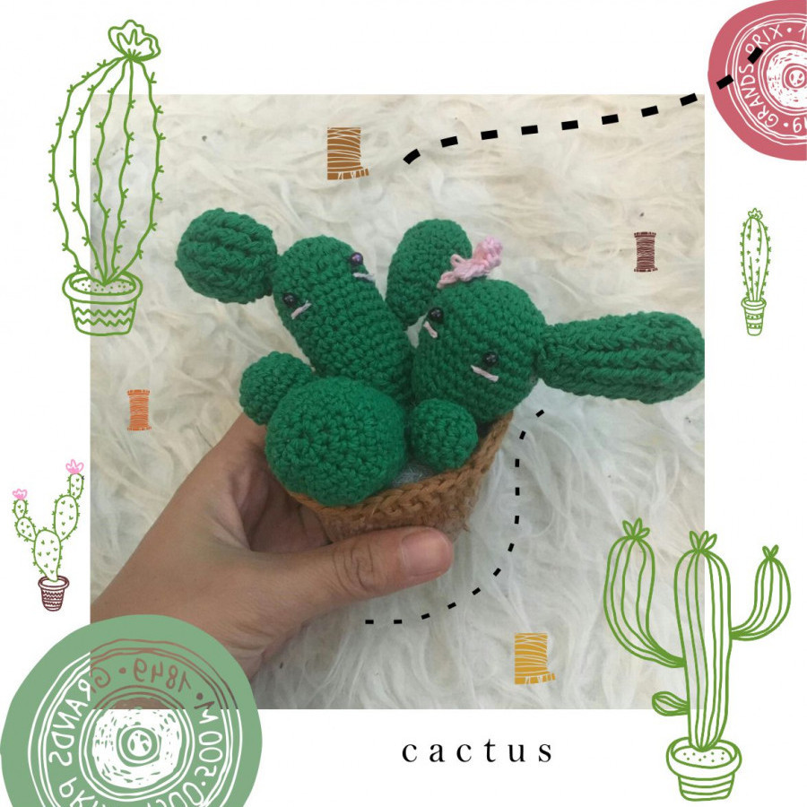 Cutie cactus