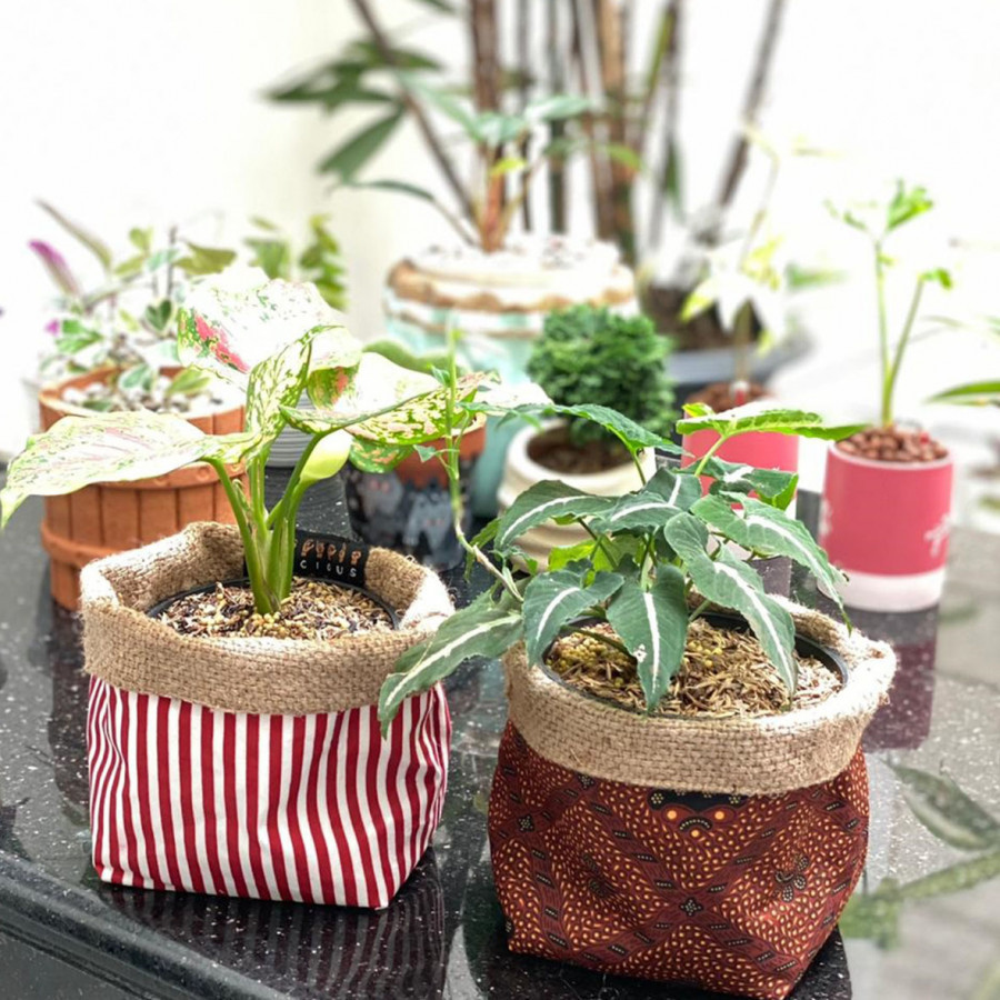 Pot Plant Cover
